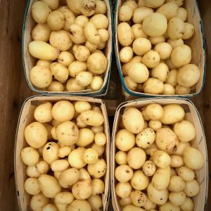 Pomme de terre Barquette