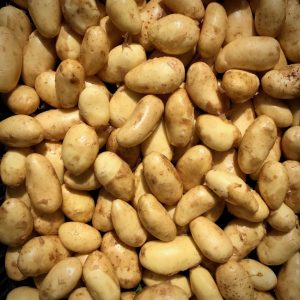 Pomme de terre nouvelle VRAC