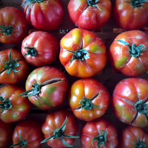 Tomate Ligure Plein Champ