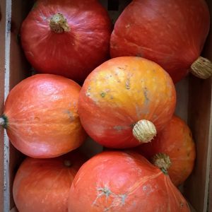 Potimarrons