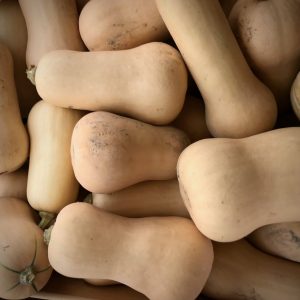 Courge Butternut