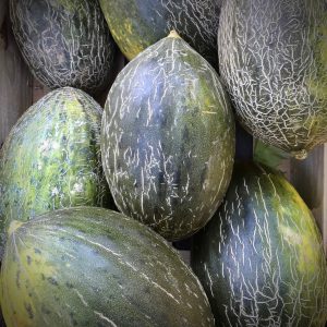 Melon vert gros