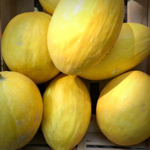 Melon Canari Gros