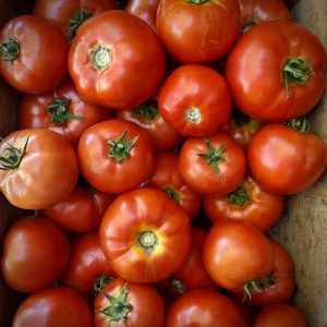 Tomate ronde