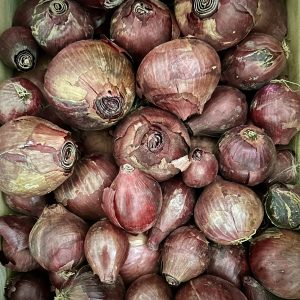 Oignons rouge